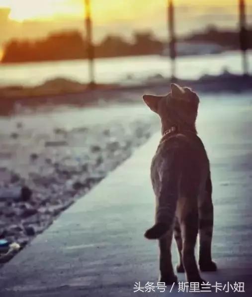 椹皵浠ｅか绂诲鐜囨渶楂樼殑鍥藉,澶╁爞鑳屽悗