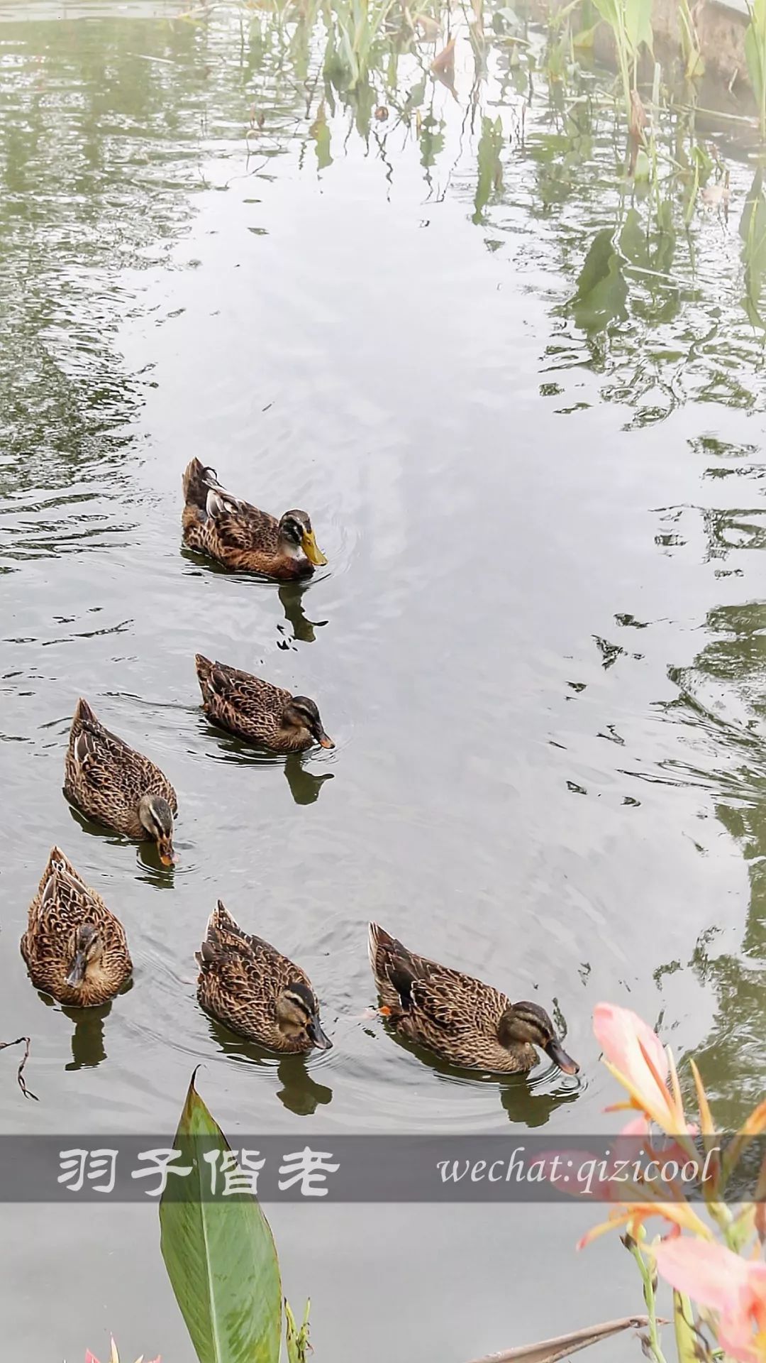 鹤山离广州最近的地方是哪里,鹤山周边游玩的地方推荐