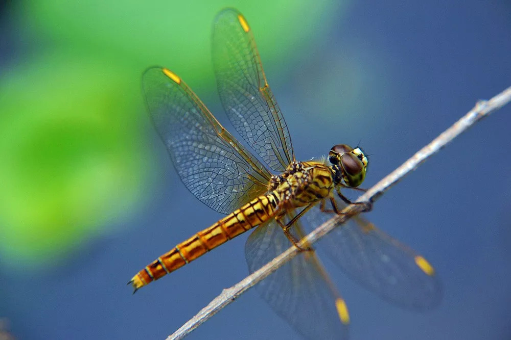 鬼仔节适合做什么,麦玲玲关于鬼节注意事项