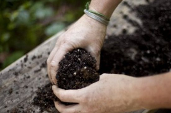 君子兰扦插秋季换盆当年能开花吗,正在开花时君子兰可以换盆吗