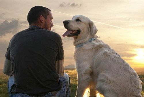 刚到家的小狗要熬过几天的危险期,刚买回来的小狗应该怎么养