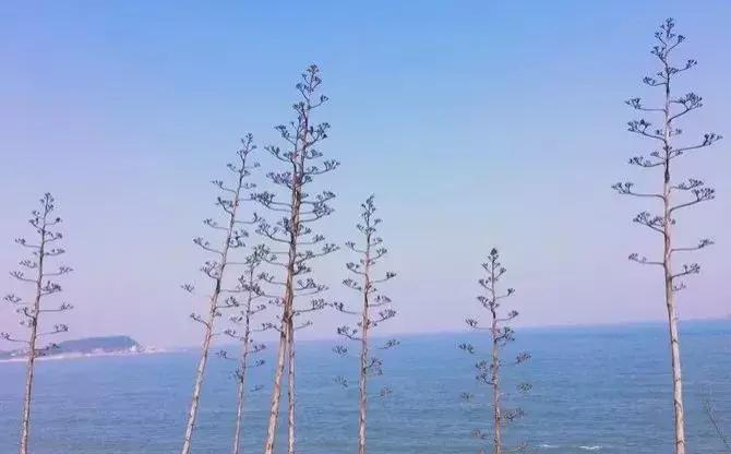 济州岛火山岛,韩国济州岛是一座典型的火山岛