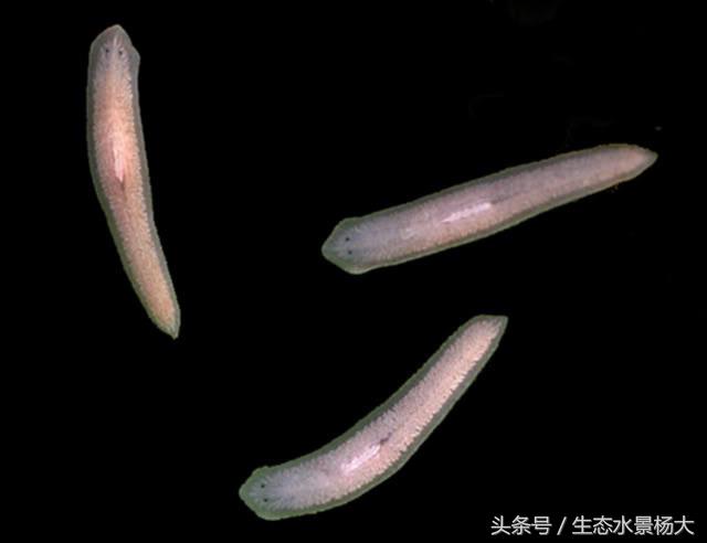 不伤稻田虾除纤毛虫的药,什么虫对水晶虾有害