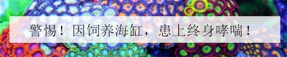 海洋小百科大全,海水小百科毯子蟹