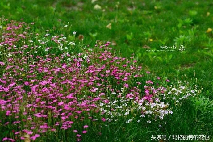 开满鲜花的小路教学设计一等奖,园丁培植万朵花