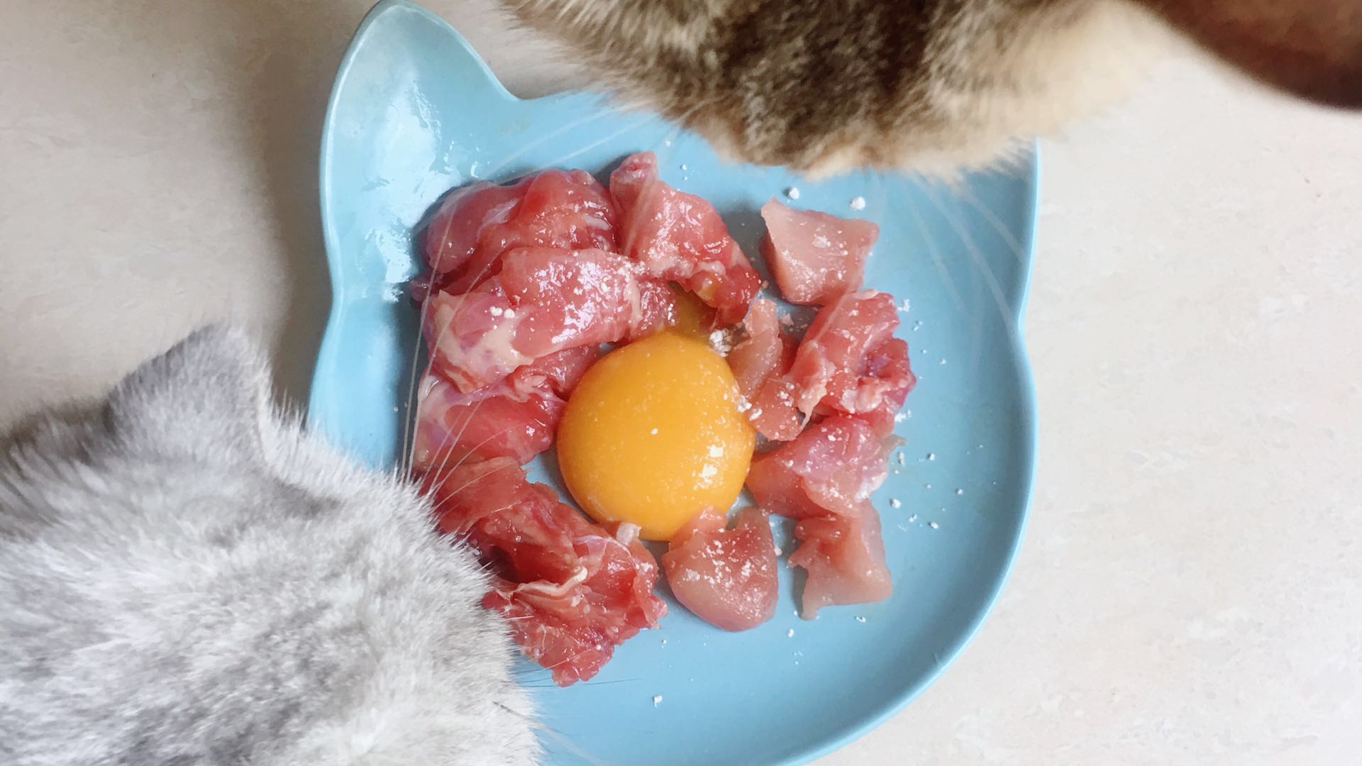 养猫篇-如何把猫养胖养肥养得白白胖胖!