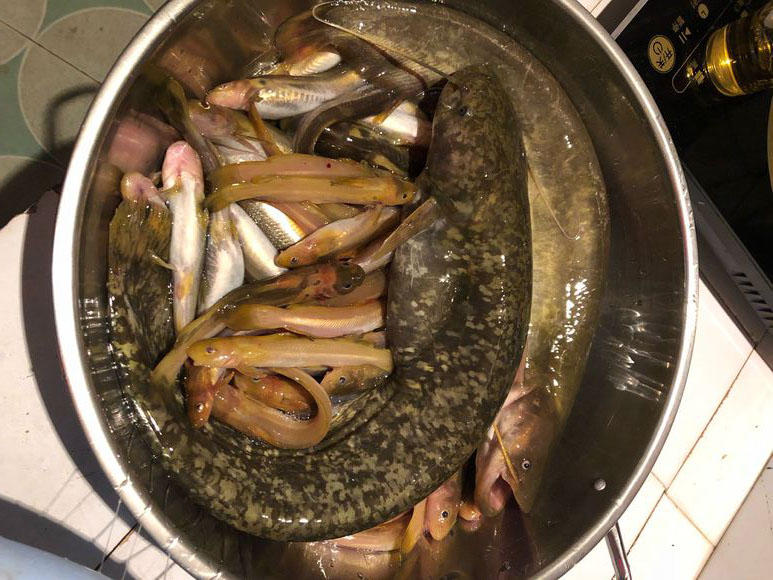 夜钓黄蜂鱼和土鲶一大盆，被鱼鳍割破了手