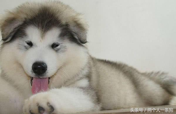 阿拉斯加跟哈士奇怎么选择,哈士奇和阿拉斯加怎么分别