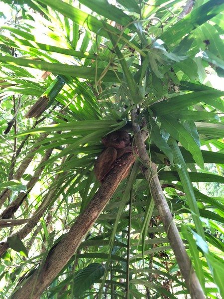 菲律宾自由行住宿雾岛,菲律宾薄荷岛宿务自由行