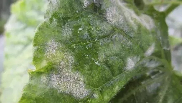 农资店老板透露了一个混合配方,各种农药的配兑技巧分享给农友们