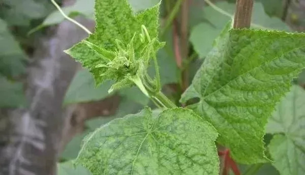 农资店老板透露了一个混合配方,各种农药的配兑技巧分享给农友们