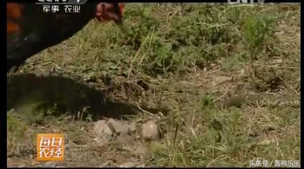 敢和毒蛇过招的动物,敢跟蛇较量的是什么动物