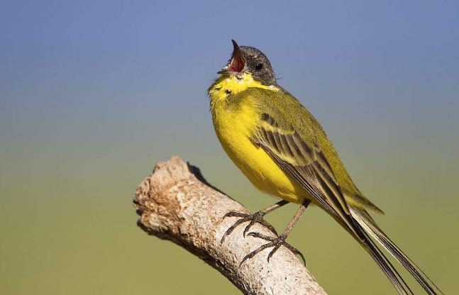 动物是否具有艺术行为？它们是否认为自己是在”创作“