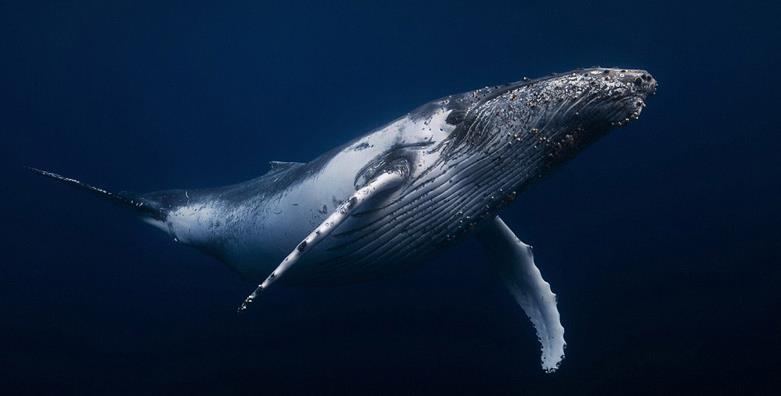 动物是否具有艺术行为？它们是否认为自己是在”创作“