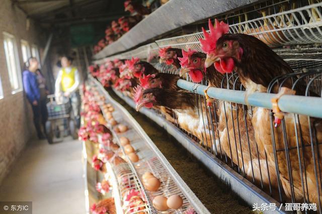 养鸡达人治鸡白痢的方法,雨后鸡病防治