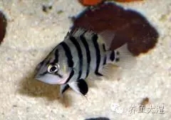 大虎鱼视频大全集,大虎鱼视频大全