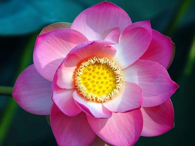 养莲花注意事项和禁忌,家里种莲花注意事项