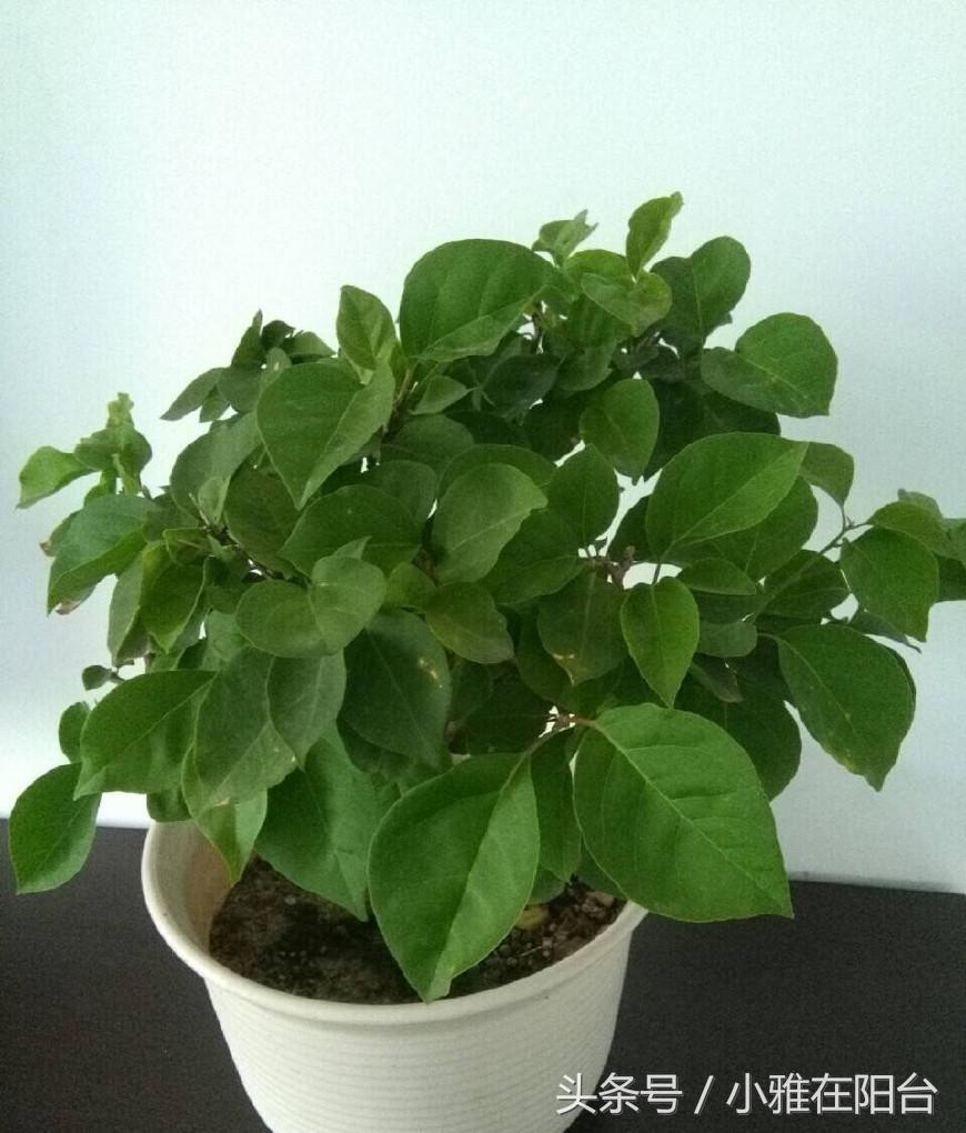 养花技巧盆土保持湿润法,养花盆土干了怎么办