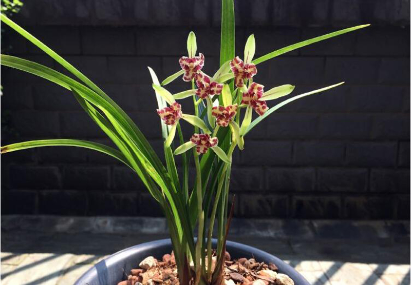 兰花冬季养殖,兰花养殖最佳季节