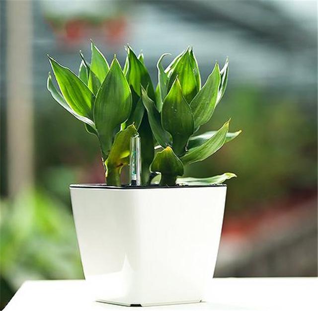 水培富贵竹生根了，如何换水，其实很简单！