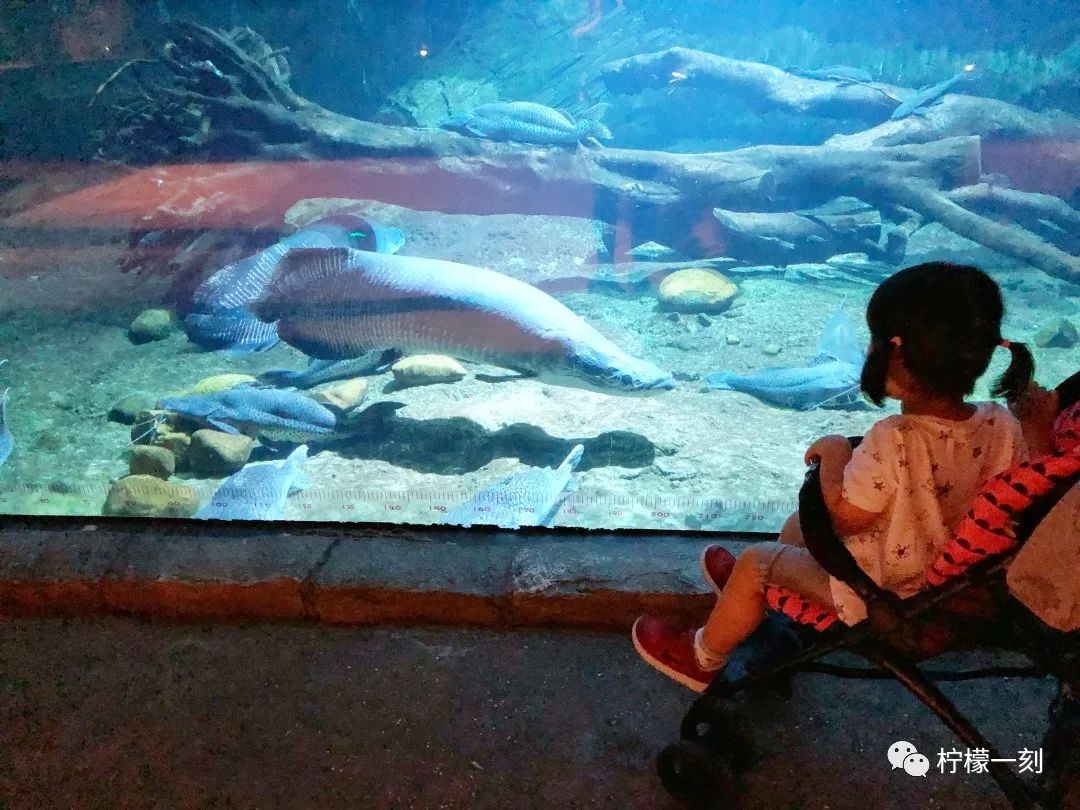 珠海长隆海洋王国美食攻略,深圳到珠海长隆海洋王国攻略