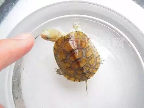 北石龟大青小青区别,鉴别北石大青头与小青头的区别