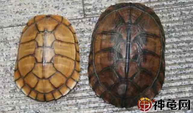 北石龟大青小青区别,鉴别北石大青头与小青头的区别