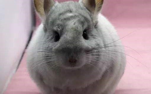 龙猫的笼子怎么布置,龙猫的笼子什么最适合