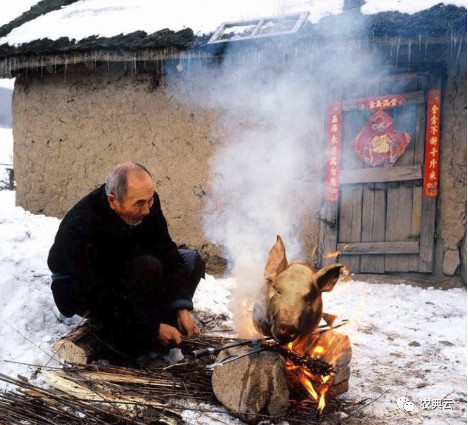 合同猪还有养的前途吗,合同猪的优缺点