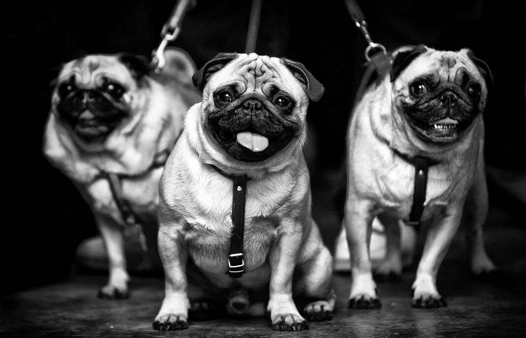 养巴哥犬最大的忌讳是什么呢图片,饲养巴哥犬的注意事项和禁忌