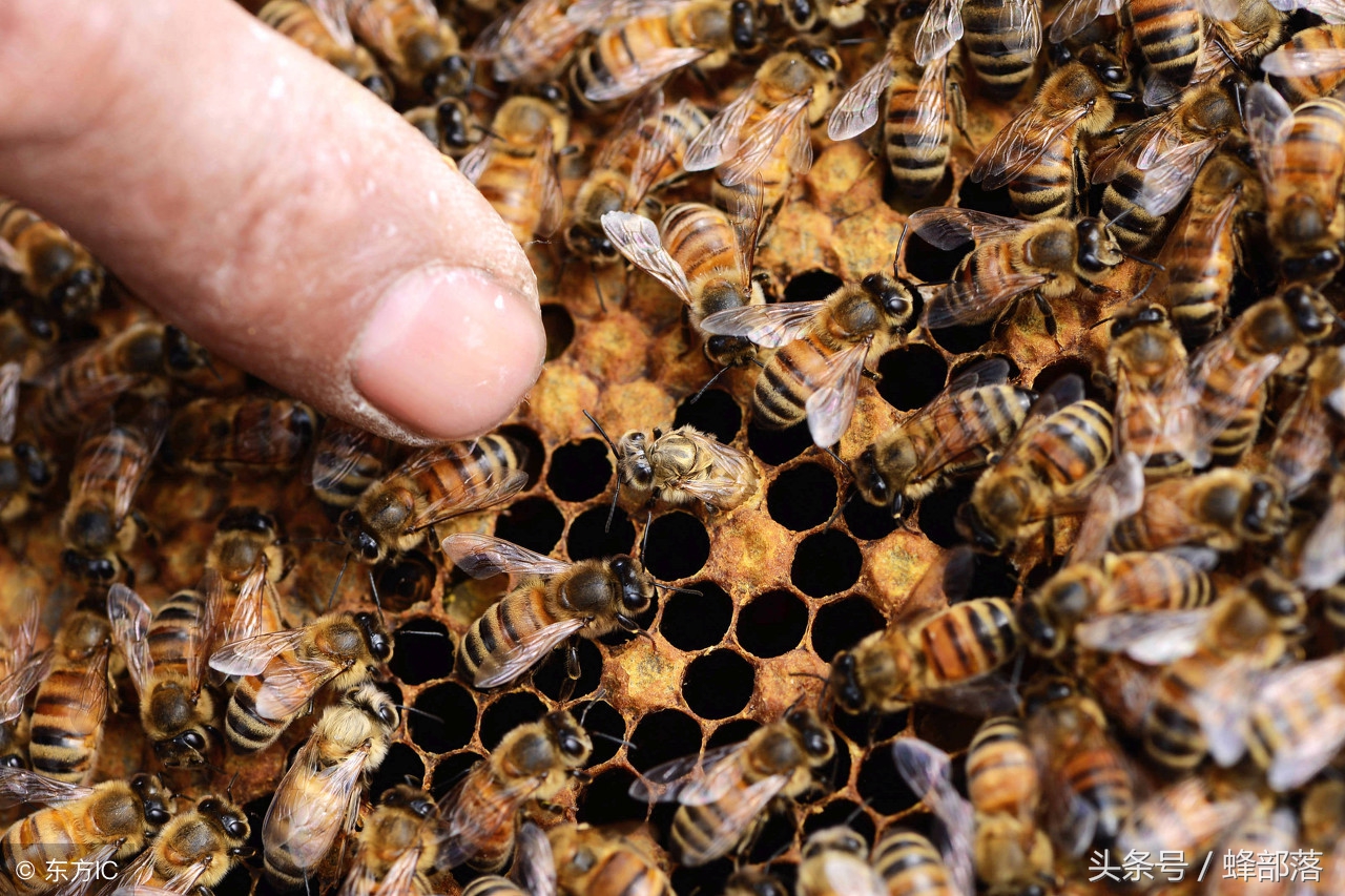 为什么有的蜂王筑巢有的不筑巢,为什么蜂王不飞