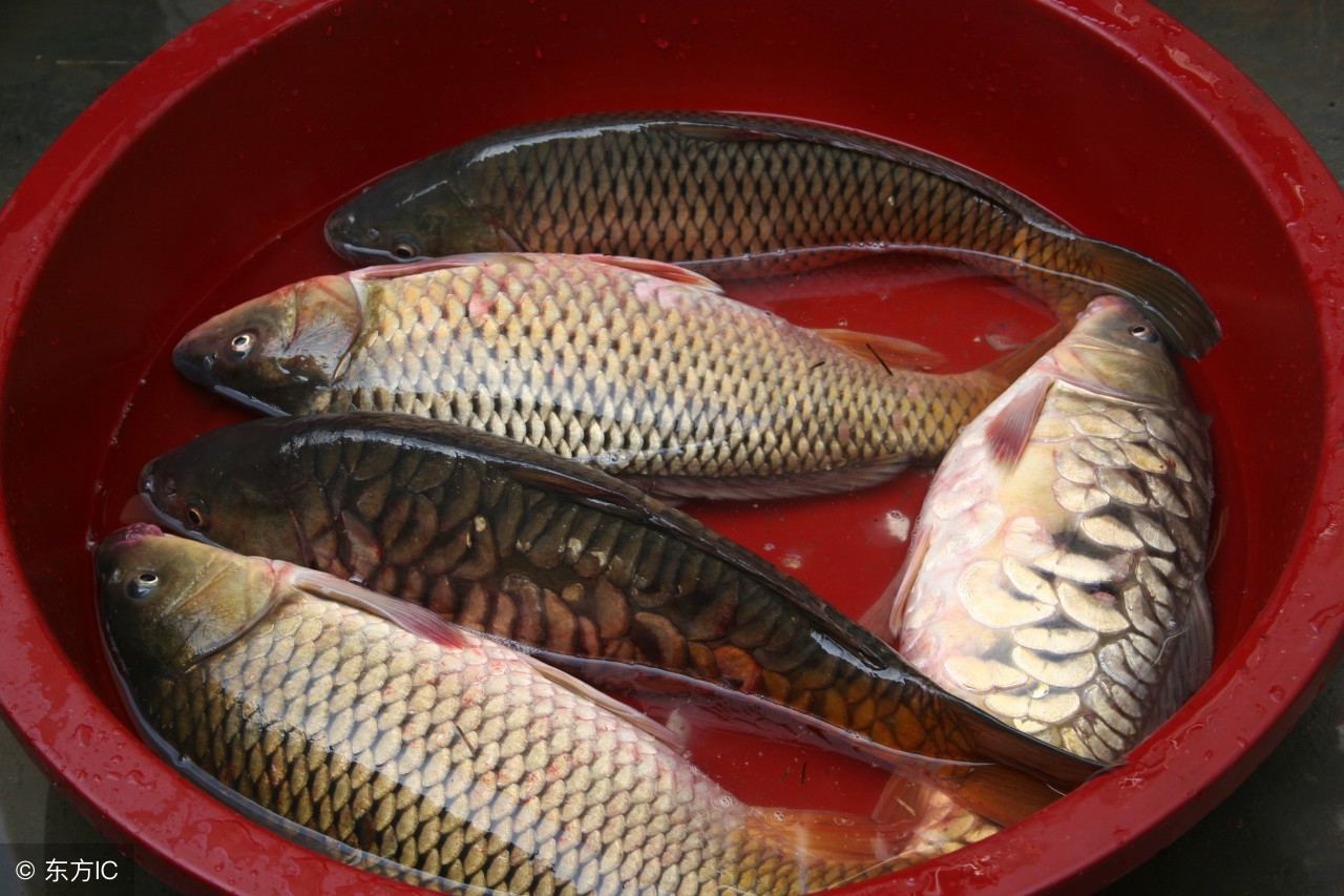 秋季黑坑鲤鱼离底怎么钓,吴说黑坑钓鱼技巧