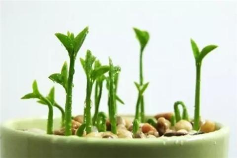 自制花肥恶臭冲天？用这4个小窍门，花肥不臭效果更好！