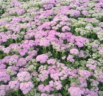 「靓·白云」秋天的白云鄂博，仿佛让你置身岁月的留声机中……