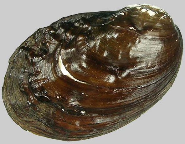 海边贝类种类,各种贝类的名称