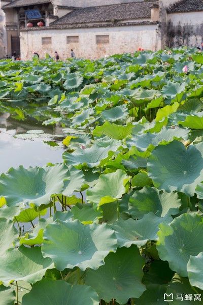 六小爷,六小爷唱的歌