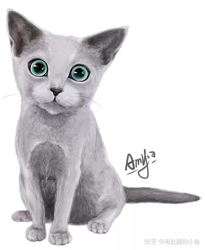 蓝猫的品种科普,俄罗斯蓝猫和其他蓝猫区别