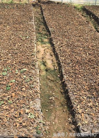 种草莓1年苗还是两年苗好,种草莓老苗好还是新苗好