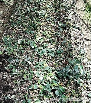 种草莓什么苗最好,种草莓是买种子好还是苗好