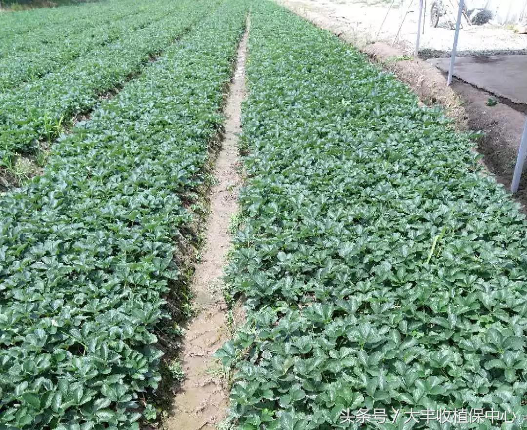 种草莓什么苗最好,种草莓是买种子好还是苗好