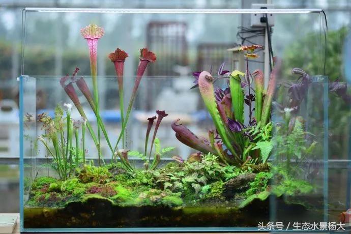 家里多余的闲置鱼缸,家里的空鱼缸处理方法