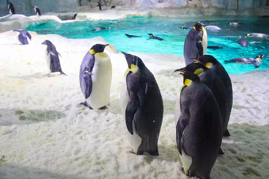 一天游珠海长隆海洋王国亲子攻略,珠海长隆海洋王国亲子游北极熊