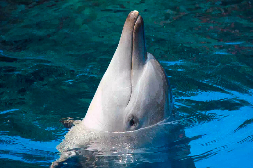 一天游珠海长隆海洋王国亲子攻略,珠海长隆海洋王国亲子游北极熊