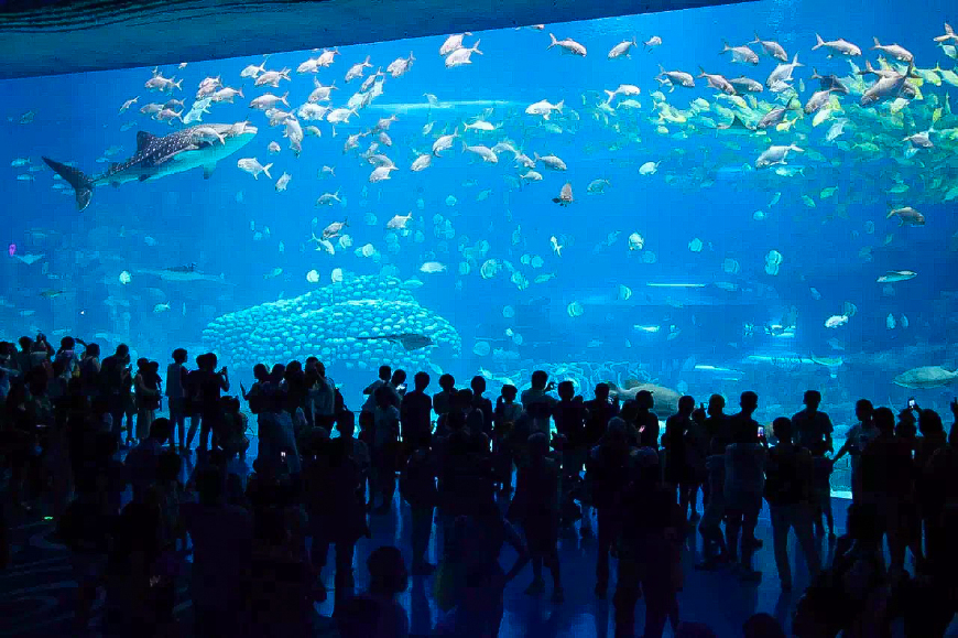 一天游珠海长隆海洋王国亲子攻略,珠海长隆海洋王国亲子游北极熊