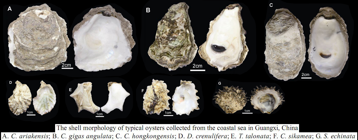 海边贝类种类,各种贝类的名称