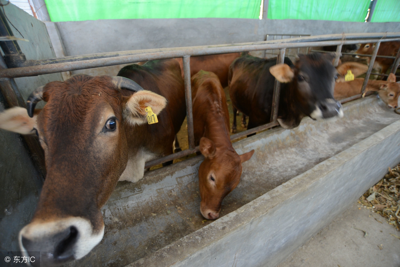 牛吃了玉米种子会怎样,牛喂鲜玉米死亡原因有哪些