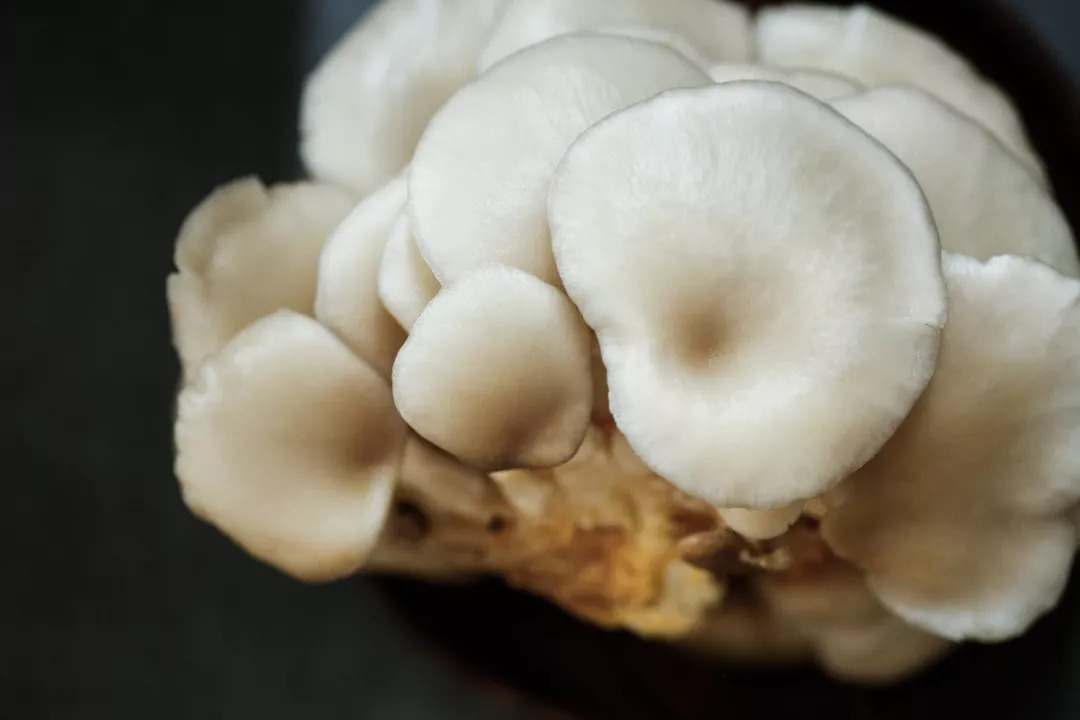 蘑菇那么多，看完你就知道都该怎么吃啦~