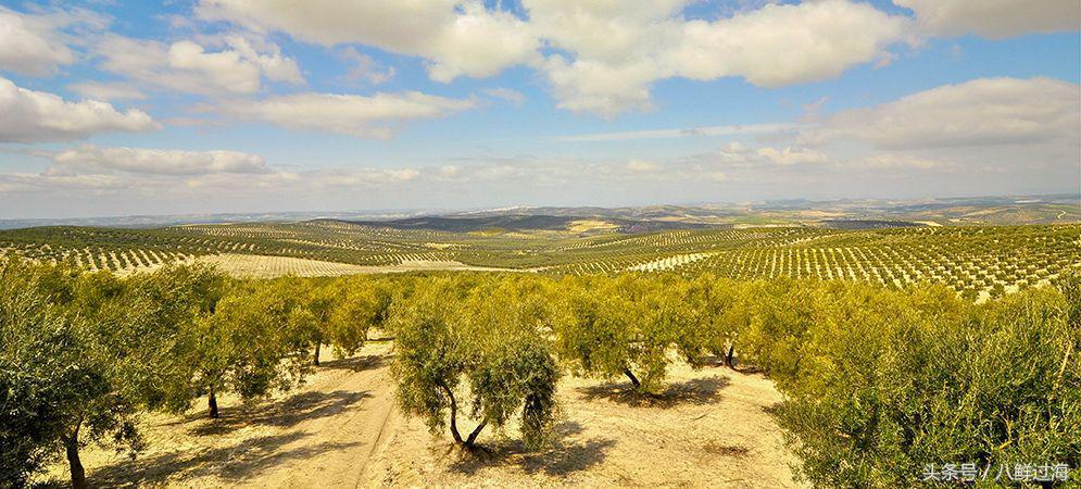 西班牙橄榄油焗菜,橄榄油西班牙