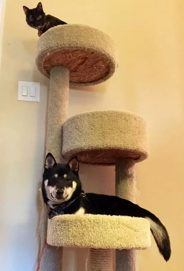 狗在猫砂盆里拉屎猫会怎么样,为什么有的狗会在猫砂盆拉屎