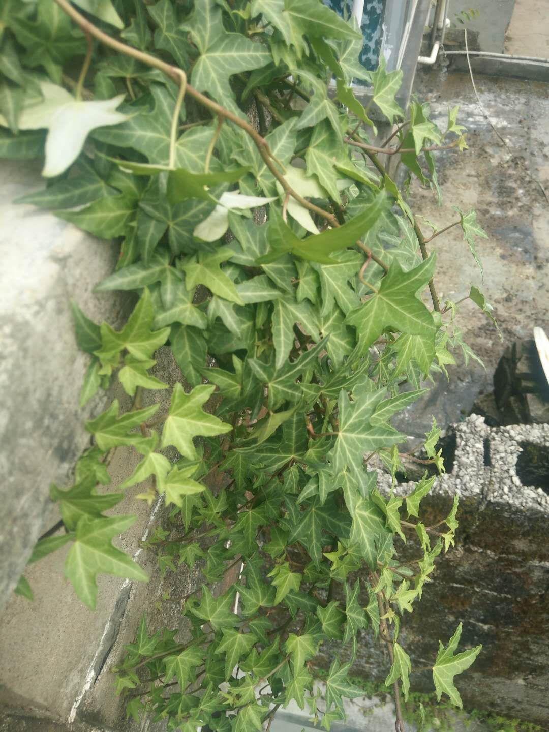 阴部瘙痒、阴道炎，首选常春藤（单方独用）